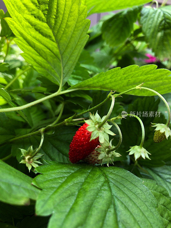 Fragaria Vesca -高山草莓